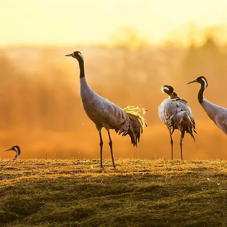 Altstadtapartment Carli- Komfortable Im Herzen Von Apartment Waren (Müritz)